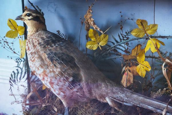 Victorian Taxidermy